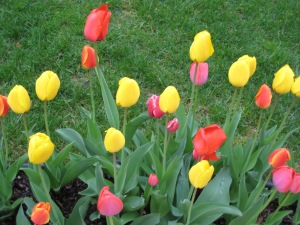 tulips-006
